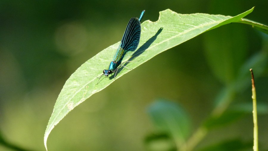 Gubitak biodiverziteta u&nbsp;književnosti